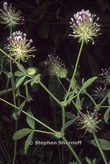 trifolium obtusiflorum 1 graphic